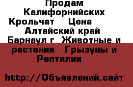 Продам Калифорнийских Крольчат. › Цена ­ 200 - Алтайский край, Барнаул г. Животные и растения » Грызуны и Рептилии   